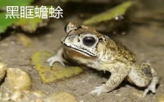 蟾蜍真的会吃蛇吗，会捕食蛇类且不罕见