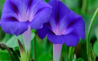 牵牛花的种植技术，一般在春夏播种