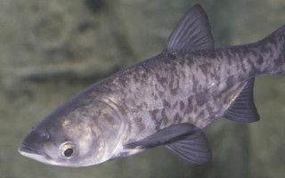 花鲢的产地，我国东部各江河、湖泊、水库均有产出