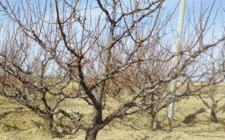 杏树采果后管理注意事项，采果后必须进行修剪一次