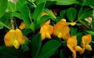 花生开花期要施什么肥料，初花期可追施硫酸钙等肥料