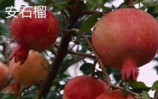 石榴常见种植品种，以下5种可参考
