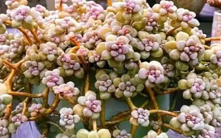 多肉长黑斑如何补救，将较为严重的叶片修剪掉