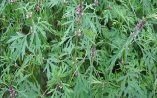 益母草能直接喂牛吗,可以直接给牛喂食益母草