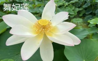 名贵荷花品种介绍,这十种一定要了解