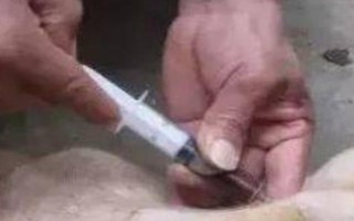 母猪生产时能不能使用氯前列醇钠,怀孕113天时可进行肌注