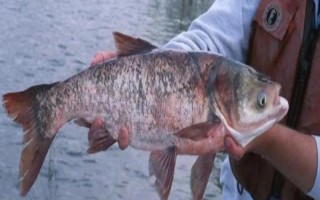 鳙鱼爱吃什么味型的食物，喜欢吃臭味、酸味和腥味的食物