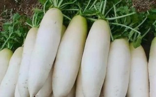 哪些蔬菜能在八月份种植，包括菜花、黄瓜、萝卜等品种