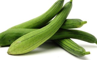 优质丝瓜品种介绍，推荐早优一号、新早冠406等