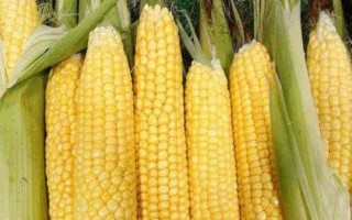 佳兴201玉米种子介绍,中抗灰斑病