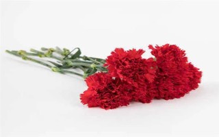 红色康乃馨适合送什么人，适合赠送给母亲或师长