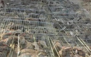 野兔散养场地的建设方法,需要建设仿野生环境