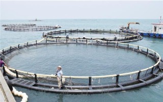 鱿鱼是哪种动物，是枪乌贼科软体动物