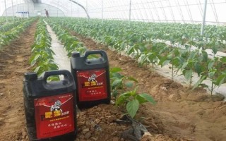 冲施肥的使用技巧,需正确选择冲施肥的肥料种类
