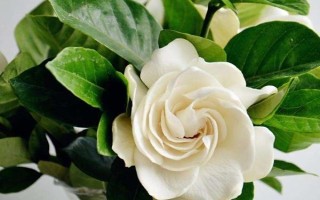 什么品种的栀子花好养,黄栀子花是最好养的