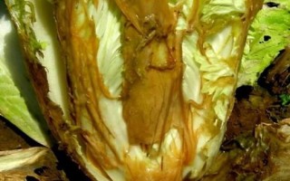 白菜腐烂的原因,根腐病、水腐、肥腐及虫害都会导致