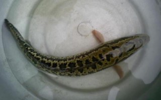 斑鳢的简介，与乌鳢同属不同种