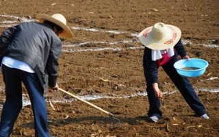藜麦如何种植，绝对不可连作