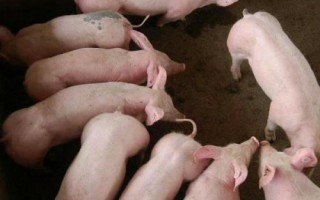 怎么挑选猪苗，这12点须掌握