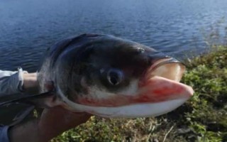 鲢鳙开口最佳时间，上午10点至傍晚18点为开口适期