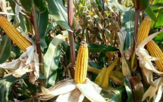 中科玉505R玉米种简介，播种密度4500株/亩