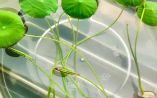 碗莲能否养在玻璃缸中，根系见光后容易被灼伤致死