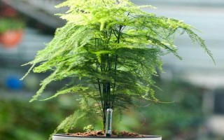 文竹的养殖方法，可选用陶瓷盆、泥盆养殖