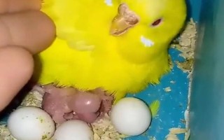 鹦鹉孵蛋的注意事项，要注意给它们增强营养