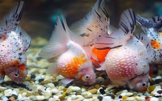 观赏鱼多少温度养合适，适合的温度是22-24℃