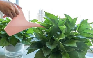 绿萝叶子发黄的原因，可能是光照过强或施肥过多所致