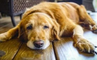 狗狗患上老年痴呆的症状,会出现忘记口令、喜欢发脾气等情况