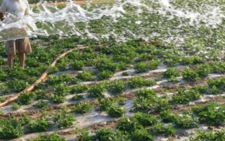 哪些因素会影响花生种子发芽,自身的质量是首要因素