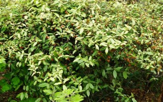 木半夏与胡颓子有什么区别，植物类型、叶片、花朵等方面均不同