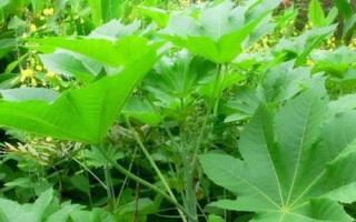 种植一亩蓖麻的纯收入,一般为2000-5000元左右