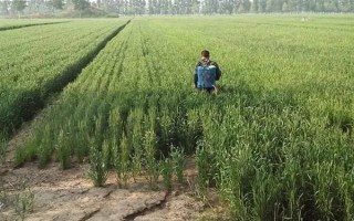 麦青的简介，也叫麦苗属于一年生草本植物