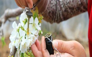 樱桃树如何授粉，可人工授粉也可蜜蜂授粉