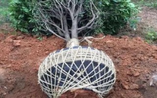 移栽大桂花树的注意事项,应选择在初春或秋天