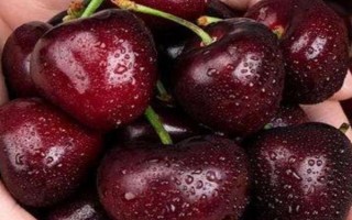 智利车厘子品种有哪些，常见的有布鲁克斯、桑提娜等