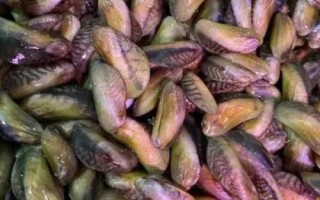 什么是海瓜子，属于贻贝科、肌蛤属软体动物