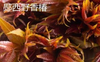 湖北襄阳能够带走的特产,包括襄阳黄酒、襄冬麦、宜城板鸭等种类