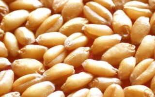 小麦种子怎么选，选择适合当地的品种是关键