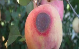 苹果日烧病怎么防治，天气干旱的时候及时补水