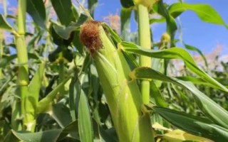 大天401玉米种子简介，平均生育期116天