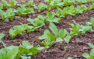 种植胡萝卜要注意哪些事项，在生长期间需要大量的水