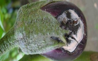 茄子有哪些病虫害，常见的有褐纹病、疫病、炭疽病等