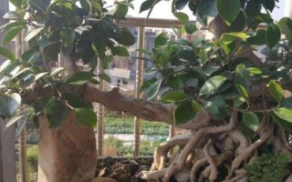 榕树盆景叶子发黄怎么办，找准原因是关键