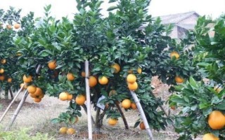 冬季种植果树有什么优势，冬季种植能够充分利用果树的休眠期