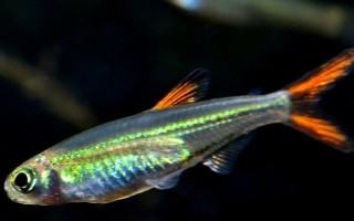 毕卡索灯鱼好不好养，难度较低适合新手