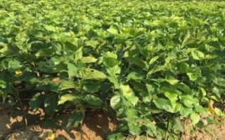 如何挑选桑树种子，应选购通过审定、包装规范、个体饱满的种子