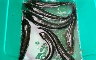 我国淡水鱼产量最多的地方，是长江三角洲